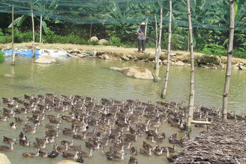 Nhờ nuôi vịt trời, mỗi tháng ông Thái bỏ túi 20 triệu đồng tiền lãi