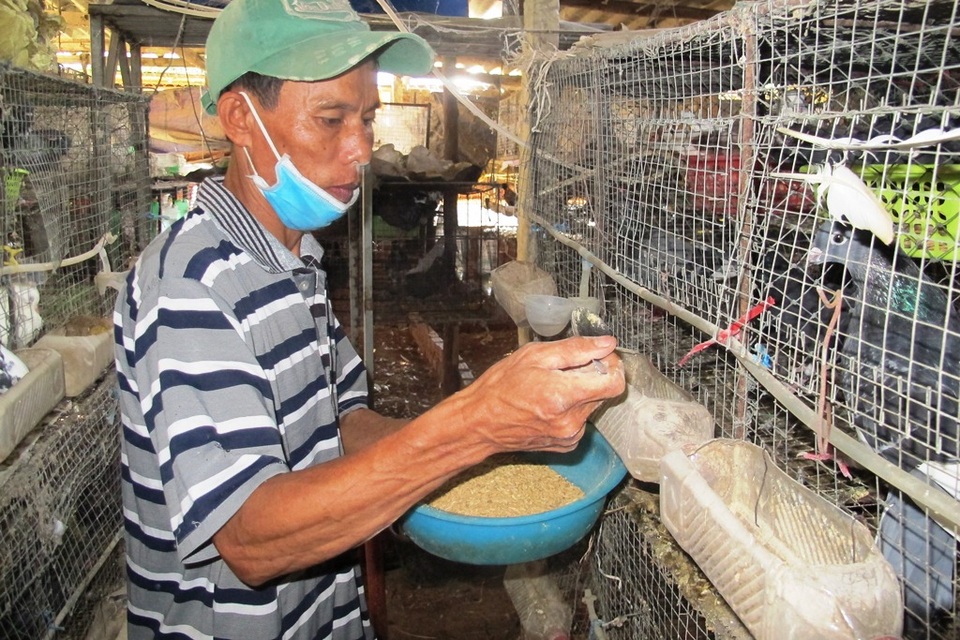 Anh Lương cho bồ câu ăn