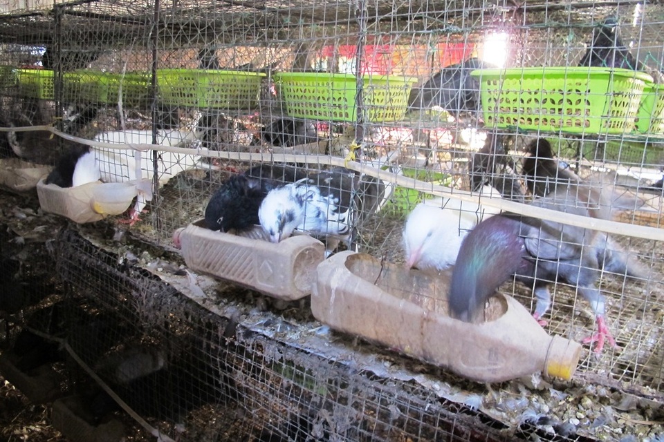 Nhờ nuôi bồ câu Pháp, cuộc sống gia đình anh Lương khấm khá lên