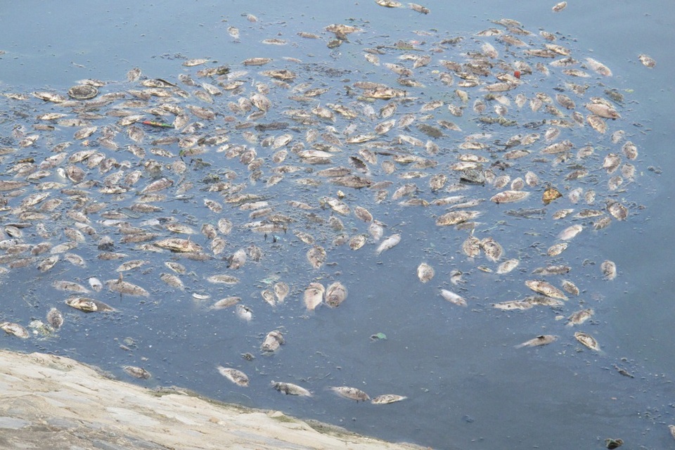 Cá chết nổi trắng kênh Đa Cô 