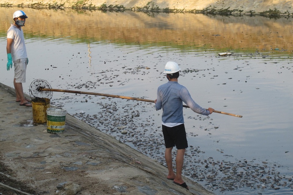 
Công nhân vớt cá đưa đi tiêu hủy để tình trạng ô nhiễm không lan ra
