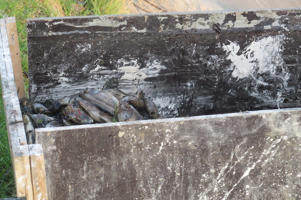 Trong chiều 2/10, công nhân đã vớt được nhiều xe bò cá 