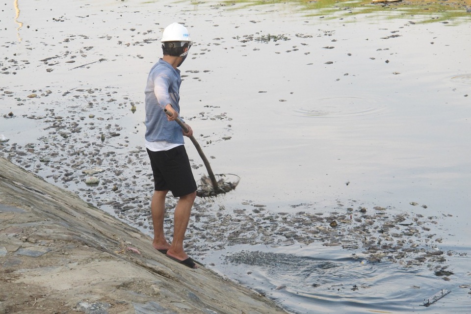 Công nhân vớt cá chết đưa đi tiêu hủy 