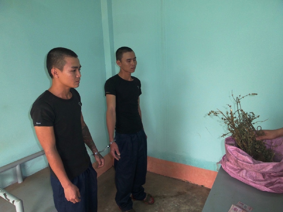 2 anh em ruột làm “đại lý” cần sa - 1 Hai anh em Phục, Tài và tang vật bị thu giữ