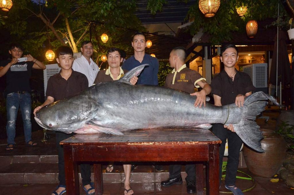 Con cá nặng hơn 200 kg và dài 2m