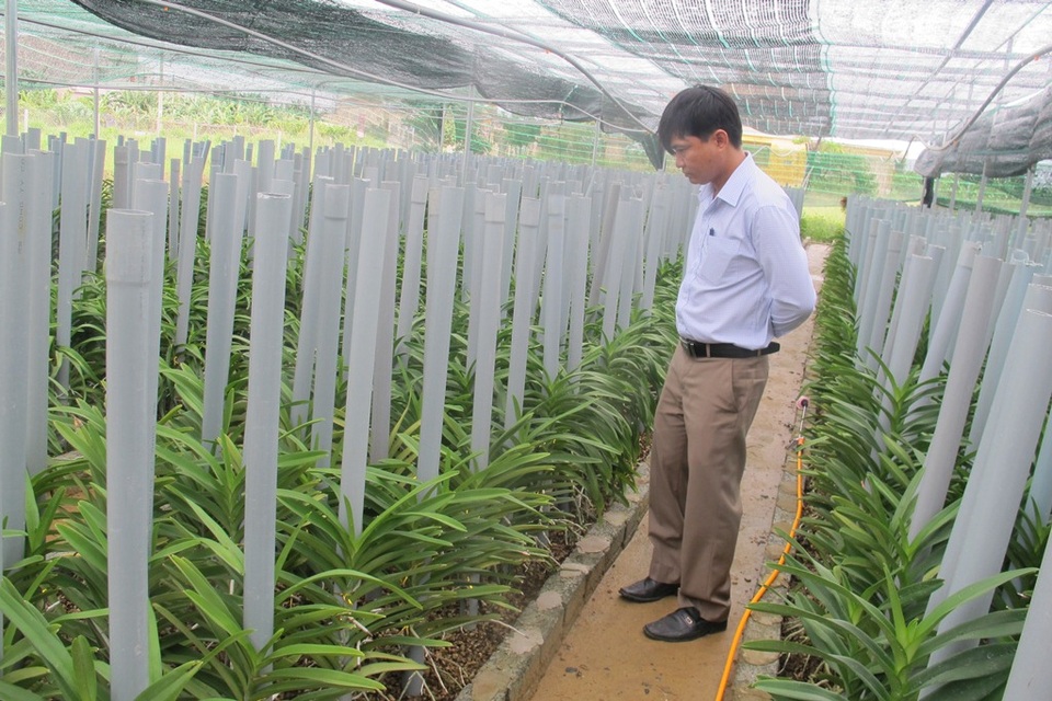 Trừ các khoản chi phí, mỗi tháng vườn hoa của anh Trung thu lãi từ 25 - 30 triệu đồng