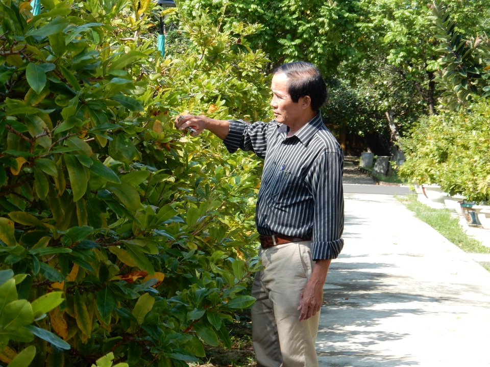 Theo ông Quý, trừ các khoản chi phí, mỗi năm vườn cây của ông thu lãi khoảng 1 tỷ đồng