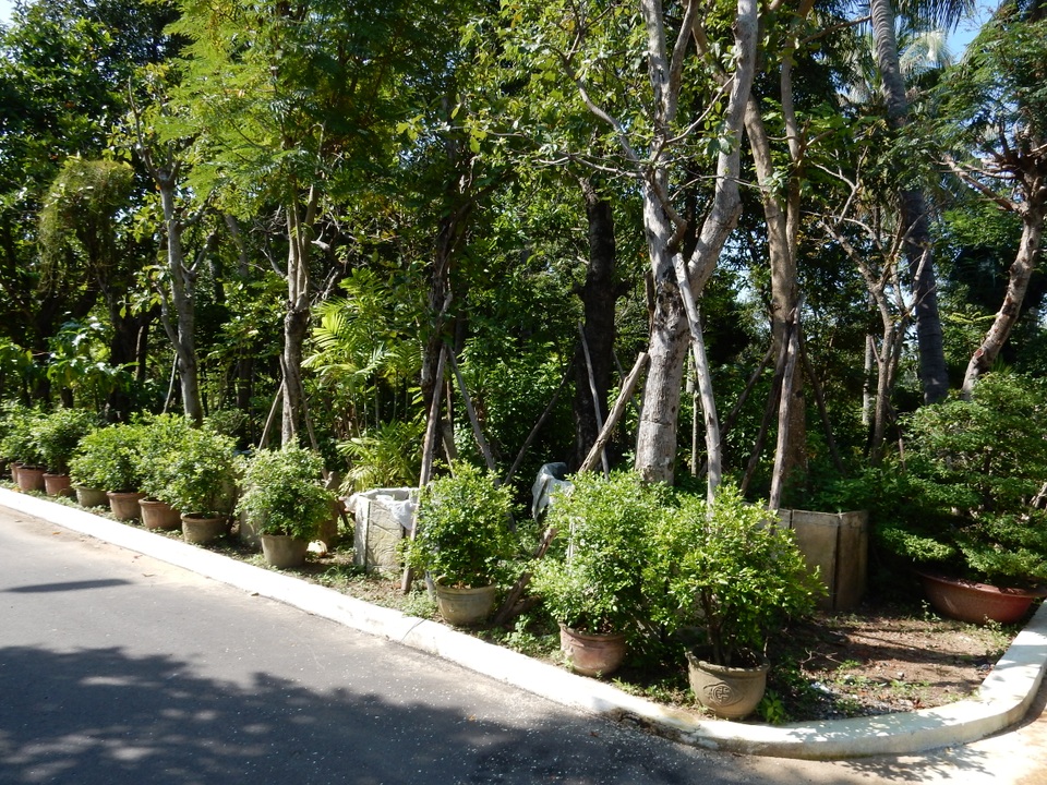 
Vườn cây cảnh của ông Quý có đủ loại cây từ cây bonsai đến cây trang trí trong nhà, cây công trình, cây mai
