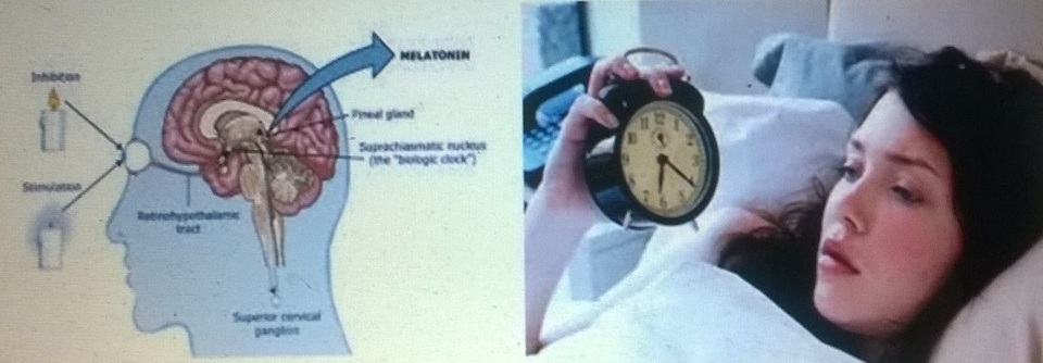 Melatonin, đồng hồ sinh học và giấc ngủ - 1 Melatonin, đồng hồ sinh học và giấc ngủ - 1