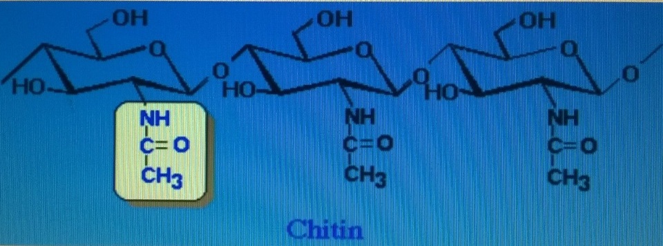 Chitosan: Nguyên liệu quý từ vỏ tôm, cua - 2 Chitosan: Nguyên liệu quý từ vỏ tôm, cua - 2