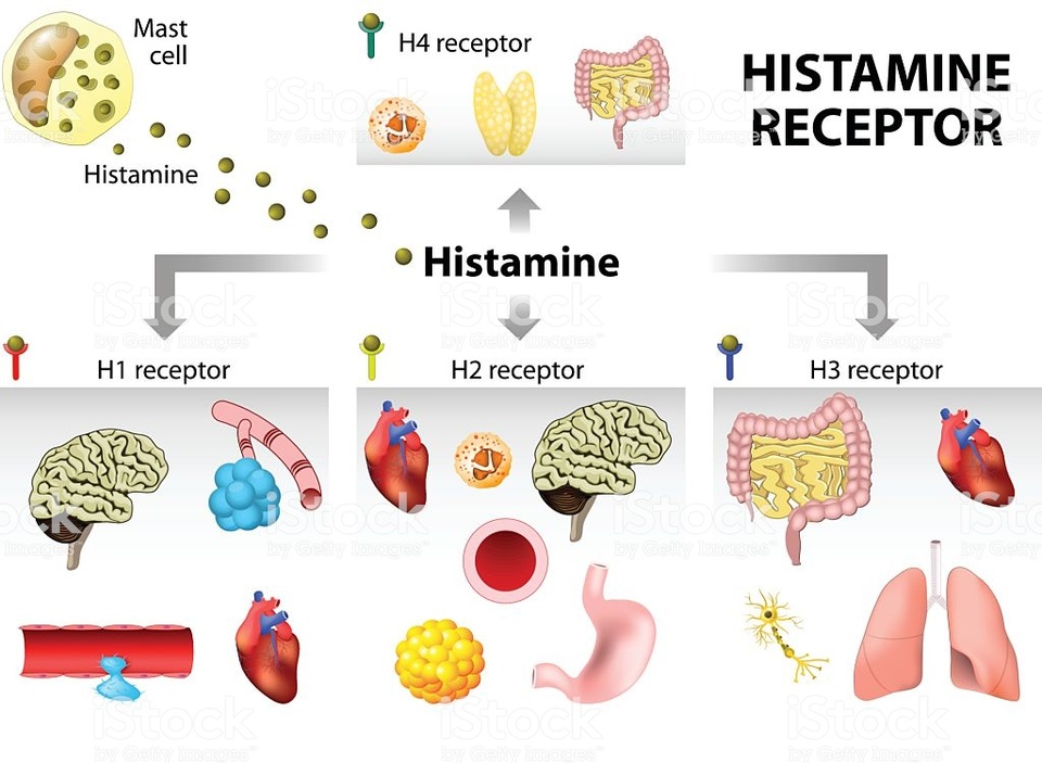 Histamine: Chất sinh học, gây dị ứng và nhiễm độc? - 3 Histamine: Chất sinh học, gây dị ứng và nhiễm độc? - 3