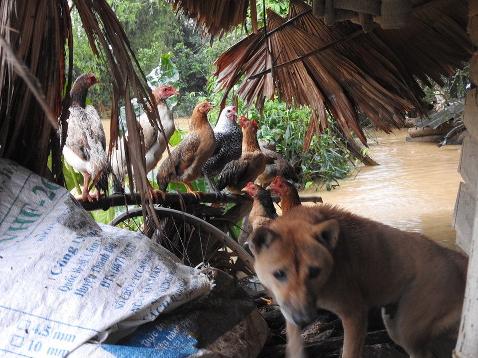 
Gia cầm, vật nuôi... có lẽ cũng quen cảnh chạy lũ.
