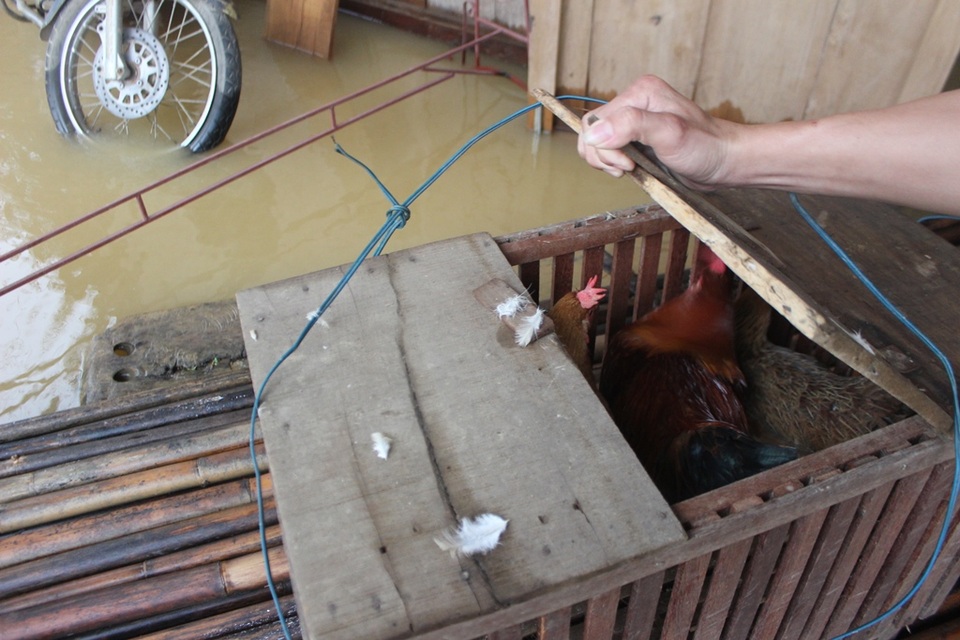 Hơn 100 con gà của nhà anh Đồng chỉ vớt vát được 4 con trong đêm. Số còn lại phó mặc cho hà bá