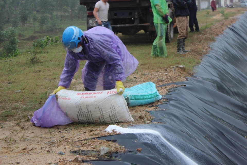 Sử dụng hình thức chôn lấp đất, rải vôi và phun thuốc khử khuẩn Cloramin B để tiêu hủy