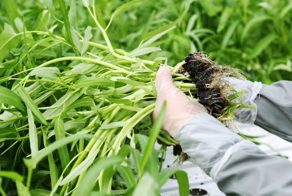 Nông dân cần “bắt tay” doanh nghiệp để đi lên sản xuất lớn - 3