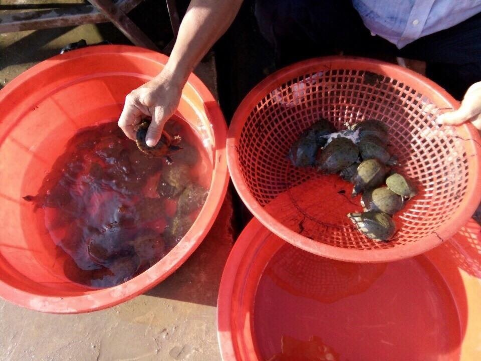 Mô hình kinh doanh kiểu mới từ trang trại đến bàn ăn - 2 Baba giống tại trang trại sạch