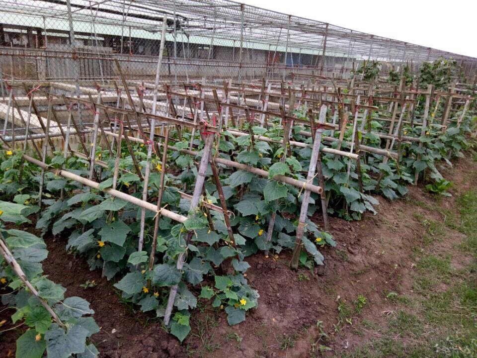 Mô hình kinh doanh kiểu mới từ trang trại đến bàn ăn - 3 Dưa chuột sạch tại trang trại