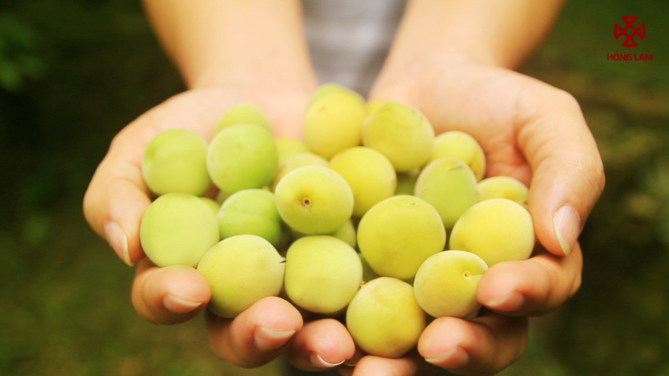 Mơ tươi – Nữ hoàng của những ngày hè oi ả - 1 Mơ tươi được mệnh danh là Nữ hoàng của ngày hè