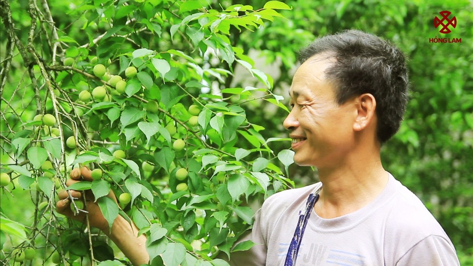 Mơ tươi – Nữ hoàng của những ngày hè oi ả - 2 Cây mơ được nuôi dưỡng bởi những đôi bàn tay lao động cần cù