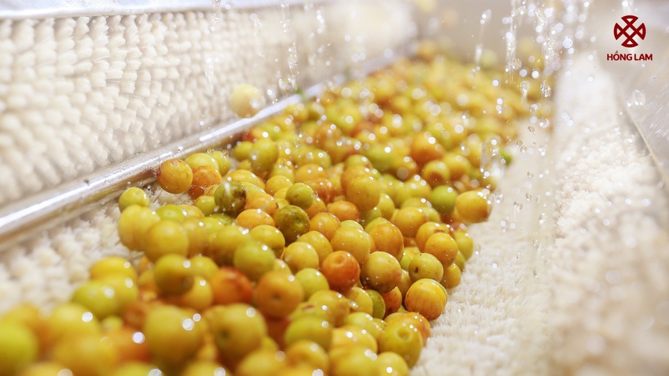 Mơ tươi – Nữ hoàng của những ngày hè oi ả - 3 Nhà máy ô mai Hồng Lam là một trong những cơ sở hàng đầu cả nước về chế biến mơ