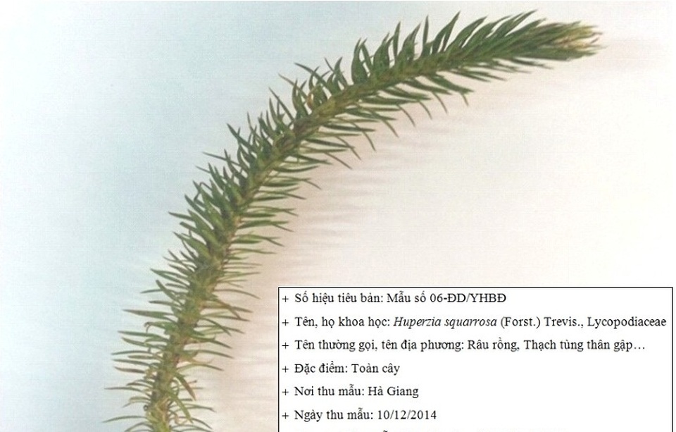 Lohha Trí não hoàn lại tiền mua hàng cho sĩ tử đỗ Đại học - 2 Hình ảnh cây Thông Đất – cây thuốc cực tốt cho não