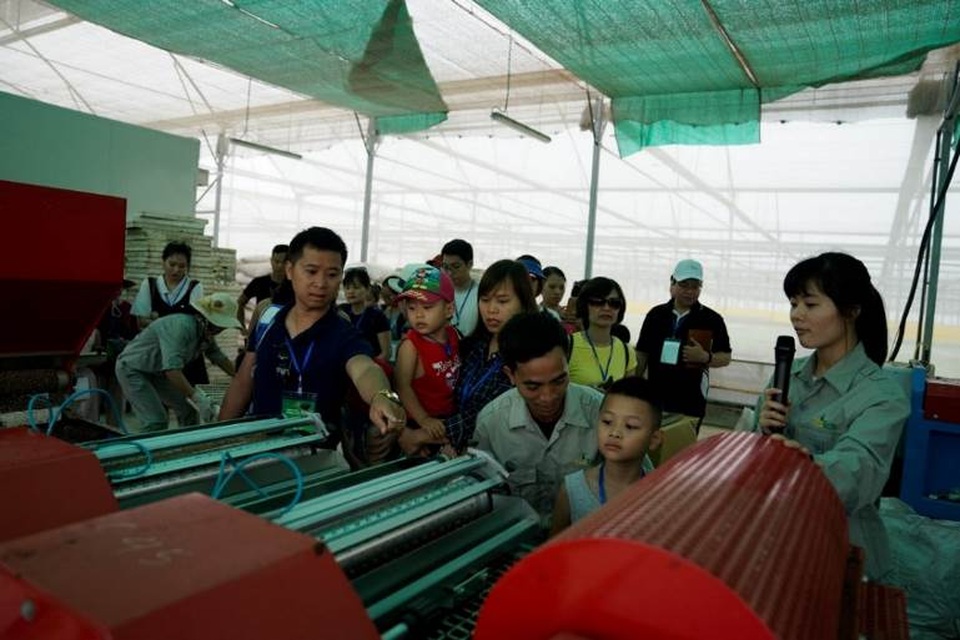 Rau mầm khi trưởng thành đạt chuẩn sẽ được chuyển tới phòng làm khô và thu hoạch bằng máy cắt