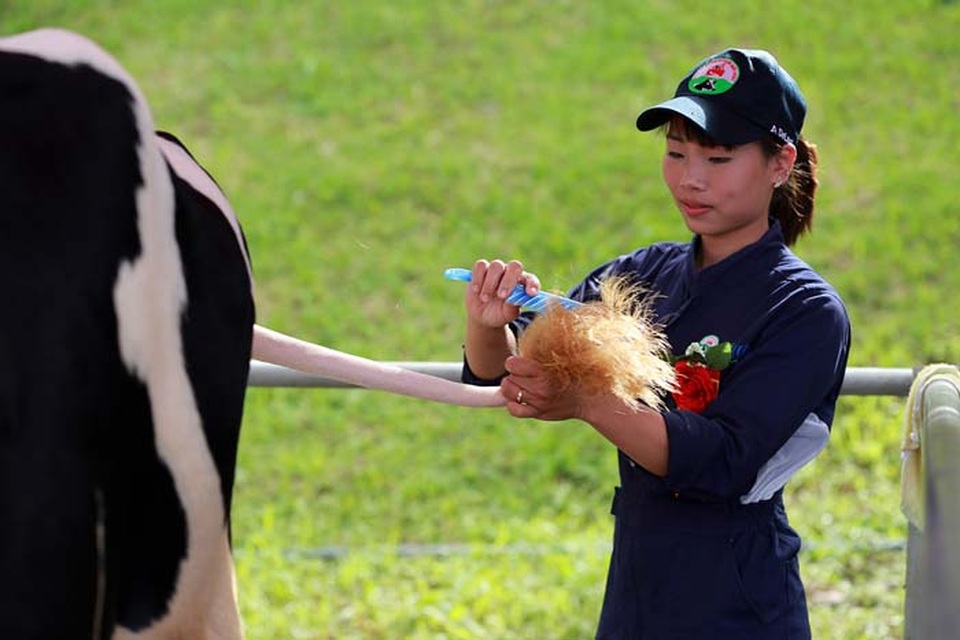 Hoa hậu Bò sữa Mộc Châu 2017: Tưng bừng Cuộc thi của những hoa hậu “ngàn cân” - 2 Hoa hậu Bò sữa Mộc Châu 2017: Tưng bừng Cuộc thi của những hoa hậu “ngàn cân” - 2