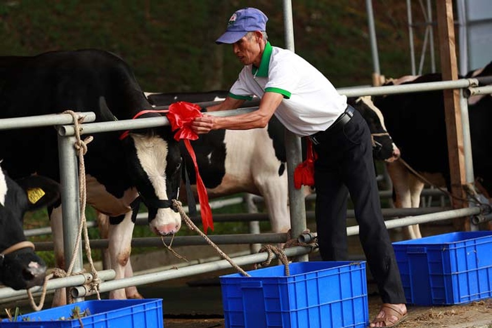 Hoa hậu Bò sữa Mộc Châu 2017: Tưng bừng Cuộc thi của những hoa hậu “ngàn cân” - 3 Hoa hậu Bò sữa Mộc Châu 2017: Tưng bừng Cuộc thi của những hoa hậu “ngàn cân” - 3