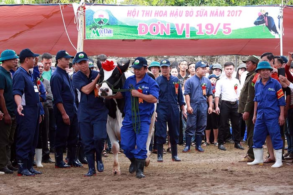 Hoa hậu Bò sữa Mộc Châu 2017: Tưng bừng Cuộc thi của những hoa hậu “ngàn cân” - 5 Hoa hậu Bò sữa Mộc Châu 2017: Tưng bừng Cuộc thi của những hoa hậu “ngàn cân” - 5
