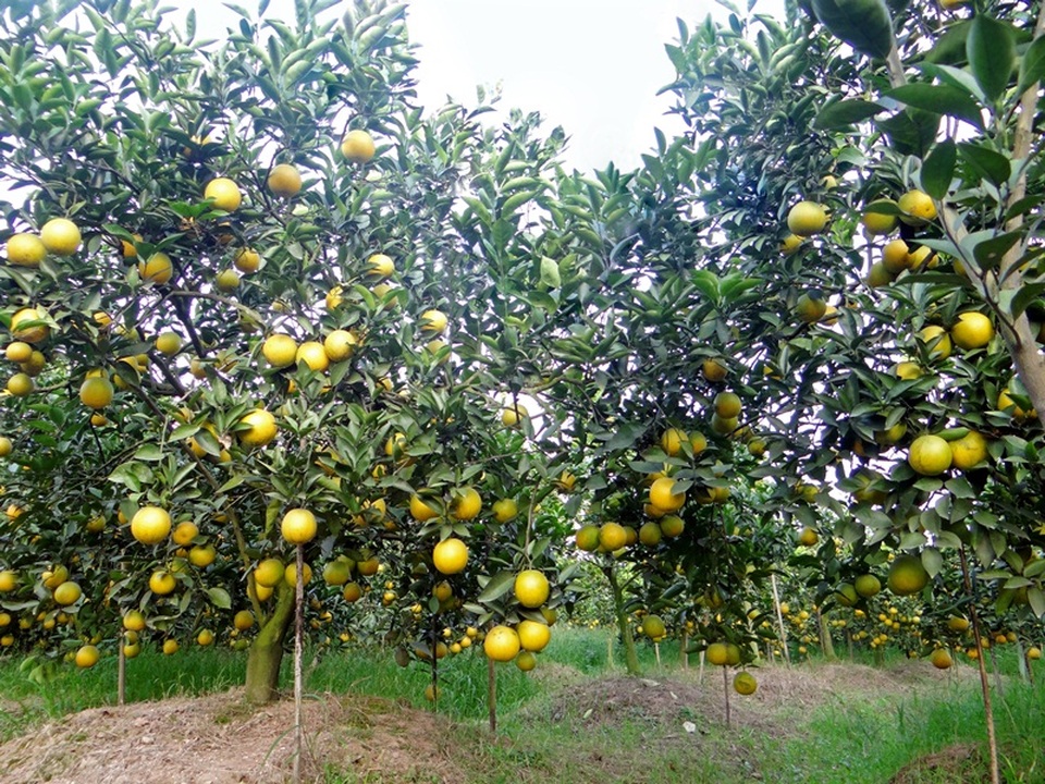 Hưng Yên là một trong những vựa cam lớn nhất của miền Bắc