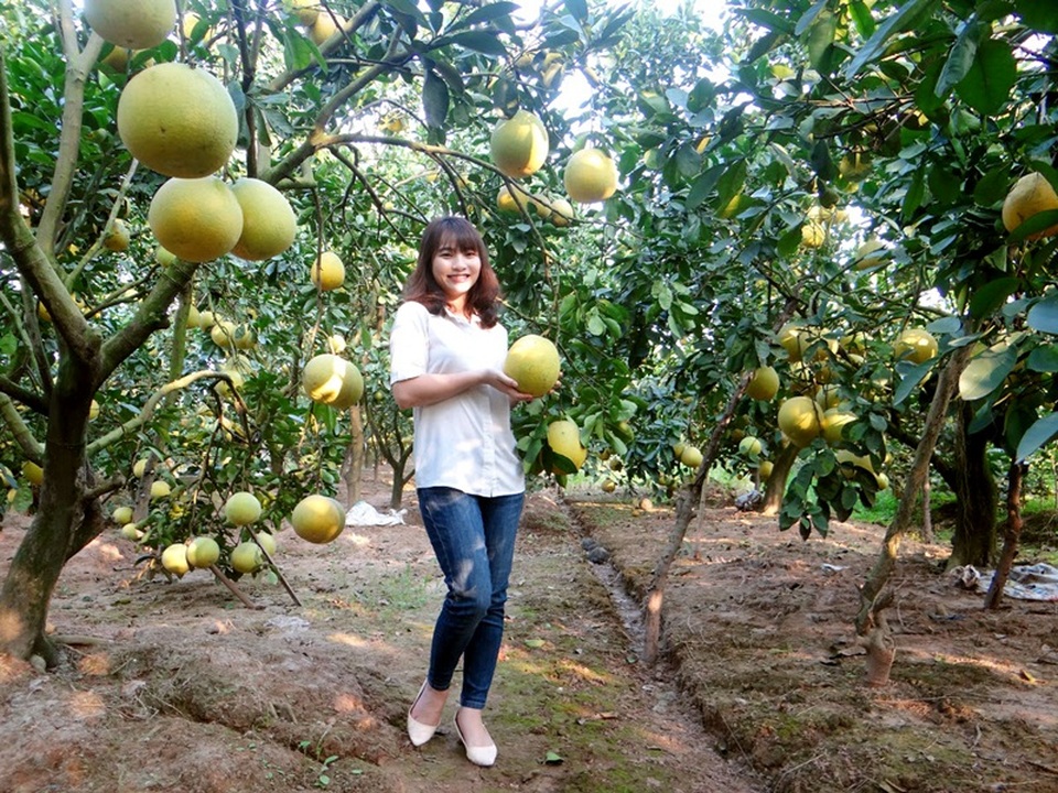 Không chỉ có cam, Hội chợ còn có nhiều các loại cây căn quả có múi như bưởi, quýt… và nhiều loại nông sản đặc sắc của tỉnh Hưng Yên