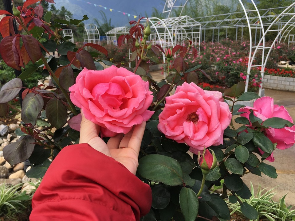 Lạc bước trong cõi hoa hồng Fansipan - 5 Lạc bước trong cõi hoa hồng Fansipan - 5