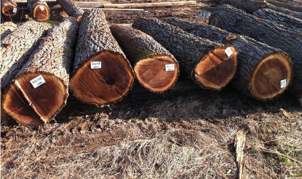 Đẳng cấp và sang trọng với nội thất gỗ Óc chó Woodpro - 1 Đẳng cấp và sang trọng với nội thất gỗ Óc chó Woodpro - 1