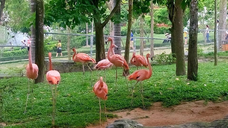 Đến Nghệ An đừng bỏ lỡ điểm đến lý tưởng này - 5 Hàng trăm động vật quý hiếm được bảo tồn tại công viên động vật hoang dã Safari Land