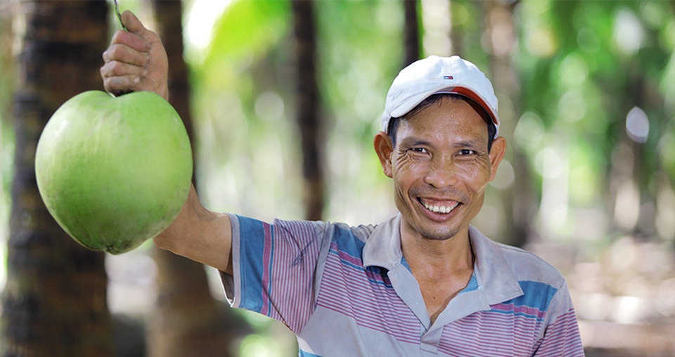 Doanh nghiệp Việt và dự án kiến tạo "10.000ha vườn dừa organic cho nông dân" - 2 Những trái dừa được trồng theo chuẩn Organic nghiêm ngặt được bạn bè quốc tế đánh giá cao