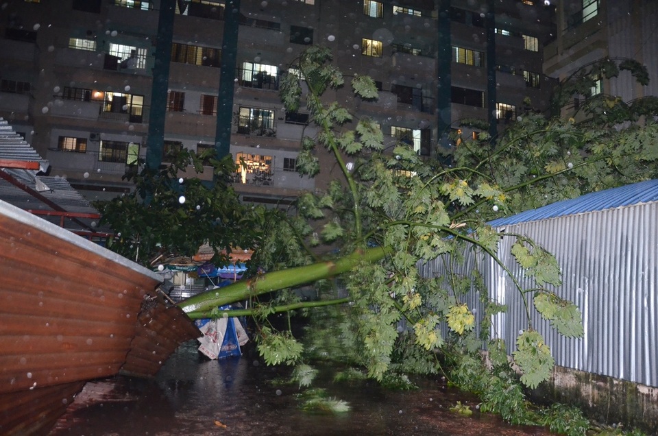 Cây gòn ngã vào hàng rào bãi giữ xe chung cư