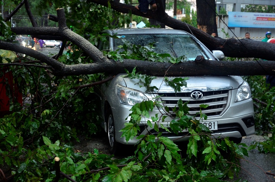 Cây xanh ngã đè ô tô trên đường Lê Quý Đôn