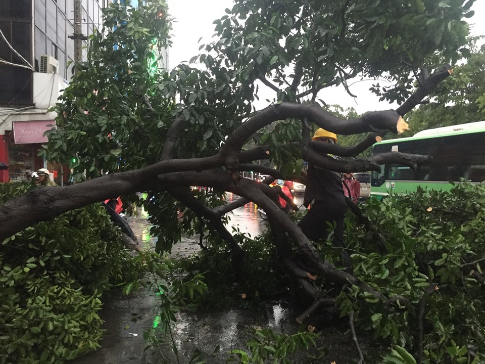 Cây ngã ra đường Lê Lai gây cản trở giao thông