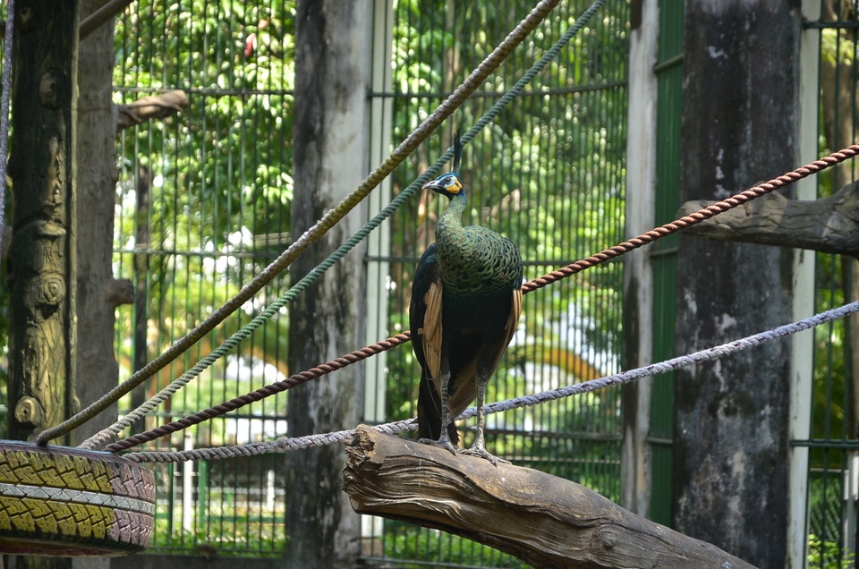 Sức khỏe của chim khá tốt, ăn uống và bay nhảy nhiều