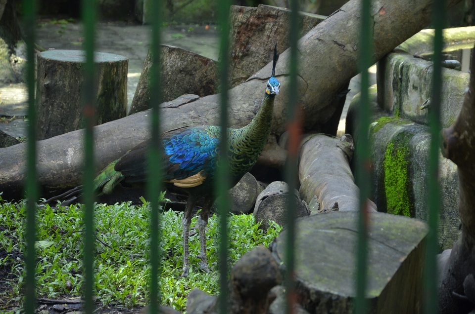 Chim công được đưa vào khu nuôi nhốt cách ly