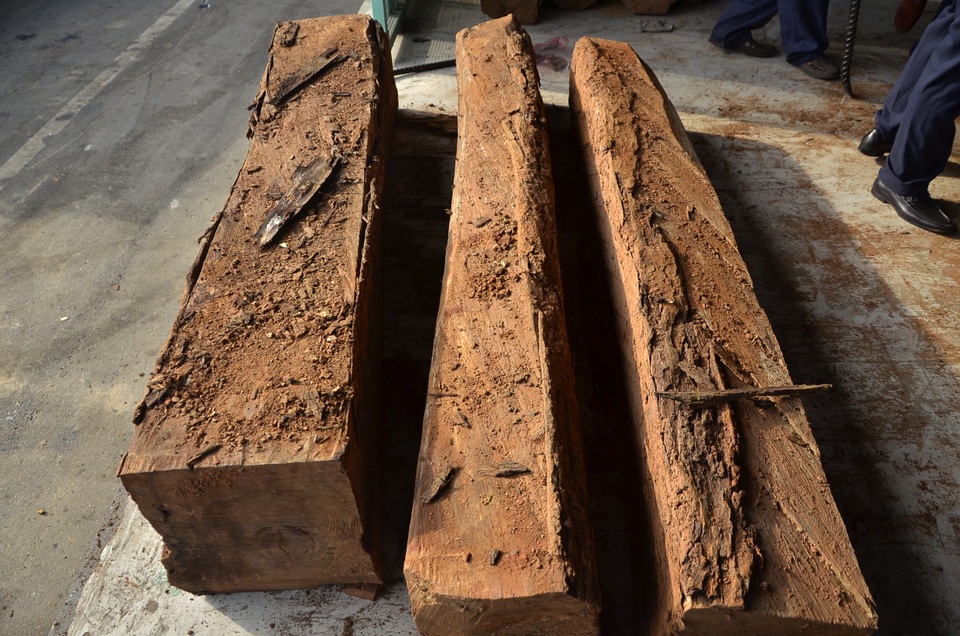 Những khúc gỗ chứa ngà voi được để lẫn trong các khúc gỗ bình thường rất khó để phát hiện