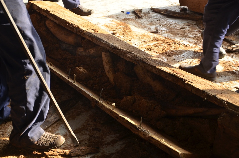 Công nhân tiến hành cạy các khu gỗ chứa ngà voi