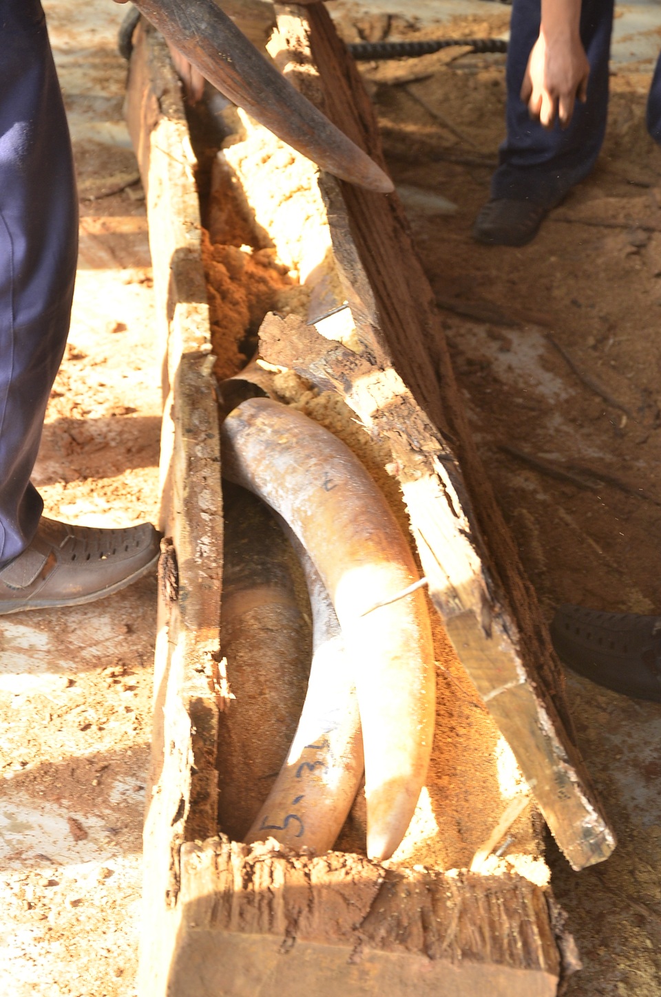 Những chiếc ngà voi được giấu trong các khúc gỗ rỗng ruột được chèn bằng mùn cưa và cao lanh