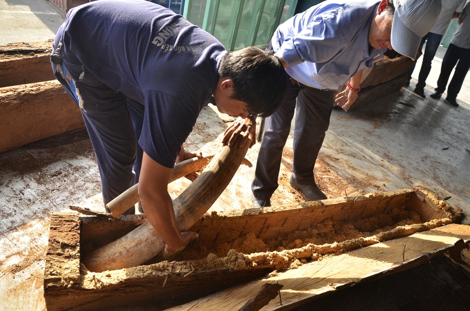 Mỗi khúc gỗ như thế này có thể chứa được 2 cặp ngà voi