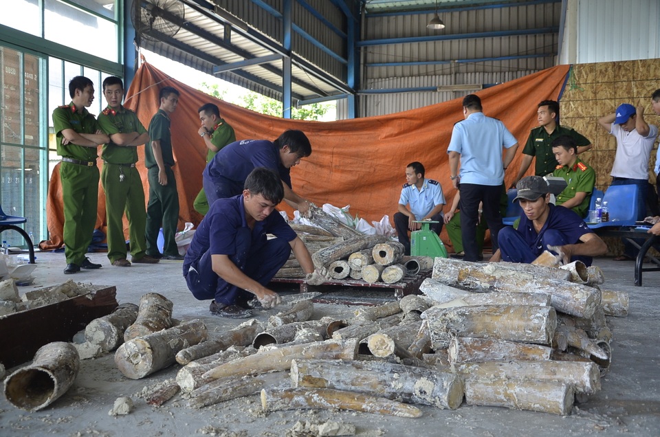 Ngà voi sau khi được nhập lậu vào Việt Nam sẽ được các đối tượng vận chuyển sang Trung Quốc tiêu thụ