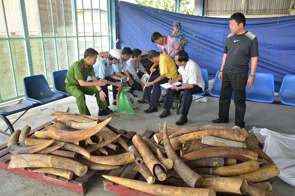 Ngà voi được phát hiện trong các vụ buôn lậu qua cảng Cát Lái trước đó