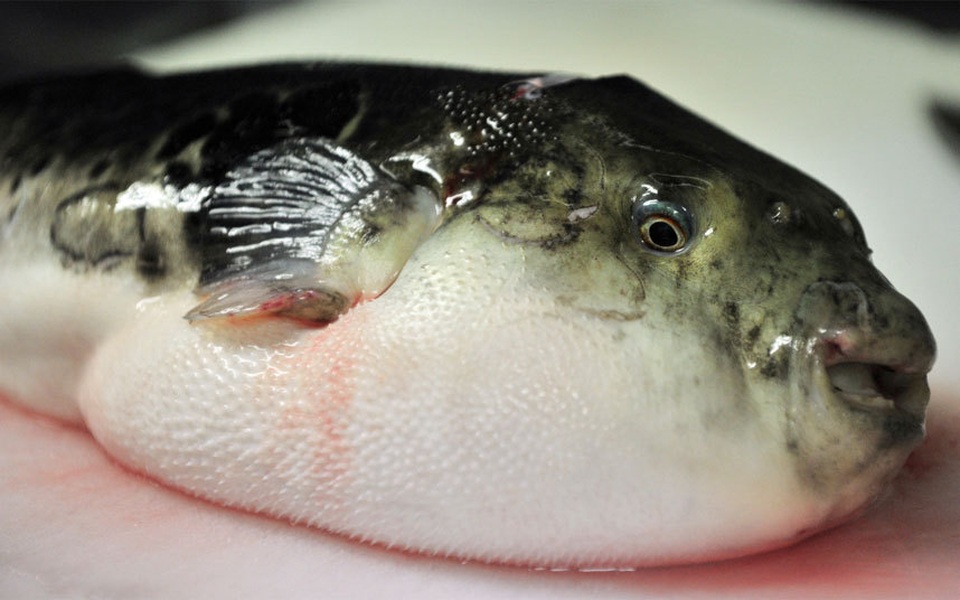 Những món thực phẩm độc có thể gây chết người - 1 Những món thực phẩm độc có thể gây chết người - 1