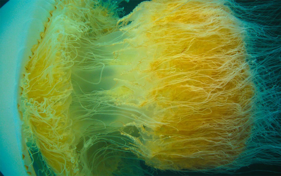 Những món thực phẩm độc có thể gây chết người - 3 Những món thực phẩm độc có thể gây chết người - 3