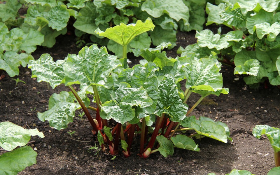 Những món thực phẩm độc có thể gây chết người - 6 Những món thực phẩm độc có thể gây chết người - 6