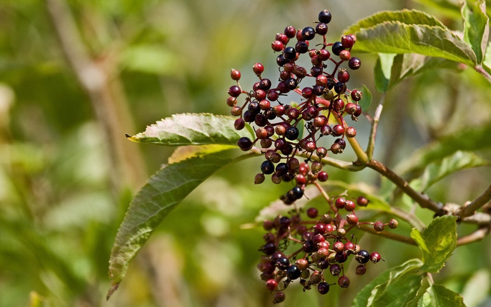 Những món thực phẩm độc có thể gây chết người - 9 Những món thực phẩm độc có thể gây chết người - 9